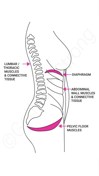 pelvic floor breathing diagram